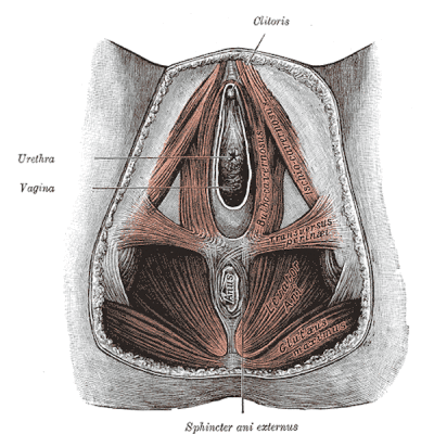 Perineal Muscles